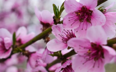 Pink flowers in the macro lens
